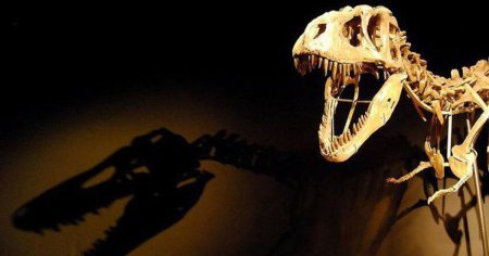 Cel mai mare schelet de stegozaur descoperit a fost vandut. Suma a fost de zece ori mai mare comparativ cu estimarile