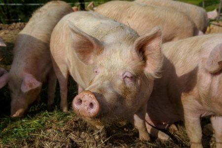 Mai multe persoane au obtinut cu <span style='background:#EDF514'>ACTE FALSE</span> aproape 700.000 de euro pentru o ferma de porci