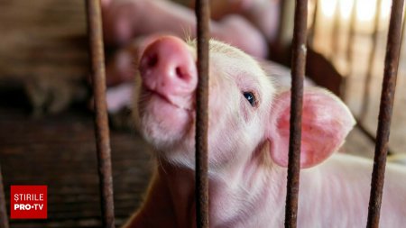 Parchetul European ancheteaza o frauda de aproape 700.000 de euro la o ferma de porci din Olt. Cum actiona gruparea