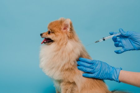 Ce vaccinuri se fac la <span style='background:#EDF514'>CAINI</span> mici – vaccinarea canina explicata