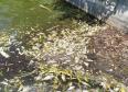Pesti morti in apele lacului Ciric. Verificarile arata ca nu este vorba de un accident ecologic, a anuntat Primaria Iasi