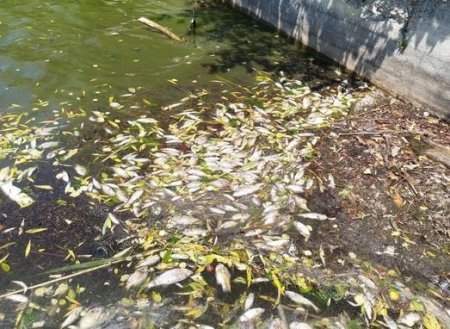 Pesti morti in apele lacului Ciric. Verificarile arata ca nu este vorba de un accident <span style='background:#EDF514'>ECOLOGIC</span>, a anuntat Primaria Iasi