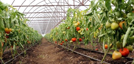 Comisia Europeana, sprijin suplimentar pentru agricultorii romani. Sunt vizati producatorii de tomate si <span style='background:#EDF514'>USTUROI</span>