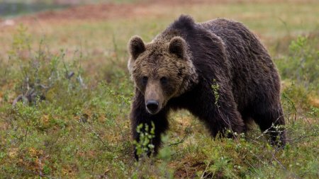 Alerta de urs la Baia Mare