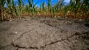 Fermierii, in alerta: lipsa precipitatiilor si a sistemelor de irigatii ameninta recoltele