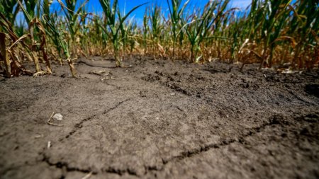 Fermierii, in alerta: lipsa precipitatiilor si a sistemelor de <span style='background:#EDF514'>IRIGATII</span> ameninta recoltele