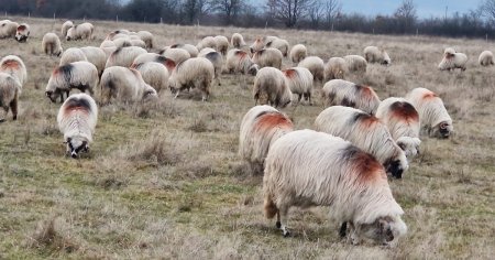 <span style='background:#EDF514'>FOCAR</span> de pesta la oi, intr-un judet din Romania. Refrigerarea si congelarea conserva virusul