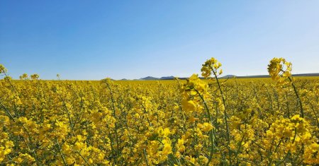 O planta banala poate aduce un profit urias agricultorilor. Are si numeroase beneficii pentru sanatate