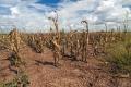 Culturile de porumb si floarea soarelui din Buzau, afectate in proportie de 100%