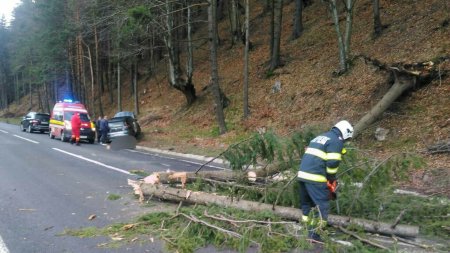 Un barbat din Arges a ramas blocat in autoturism dupa ce a lovit un copac, iar arborele a cazut pe masina
