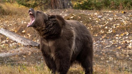 Un barbat a ucis un urs grizzly care l-a atacat in timp ce culegea fructe de <span style='background:#EDF514'>PADURE</span>