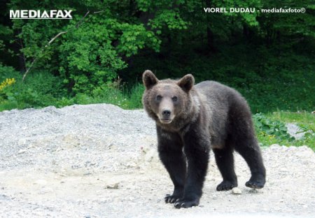 Politistii rutieri din Sibiu au dat nas in nas cu un urs, pe Transfagarasan