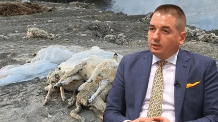 Scandal urias. Cativa fermieri din Dobrogea au importat oi bolnave din Spania si le-au exportat in Maroc