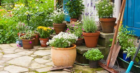 Ce flori se pot planta in luna august si infloresc pana la sfarsitul toamnei