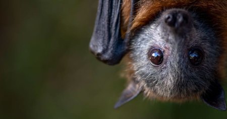 Stare de alerta sanitara: virusul Nipah a ucis un copil de 14 ani