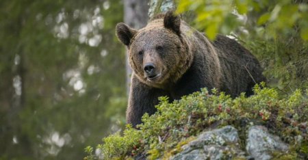 Programul Weekenduri la Magura, anulat din cauza aparitiei unui urs: Este pentru prima data cand coboara in tabara”