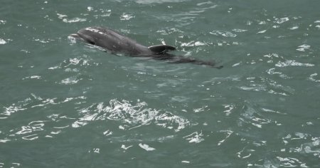 Veste trista: a murit Baby, primul pui de delfin nascut in captivitate la Constanta. Ce s-a intamplat