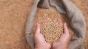 Ministerul Agriculturii a aprobat folosirea tratamentului pe baza de <span style='background:#EDF514'>NEON</span>icotinoide la semintele de cereale paioase de toamna