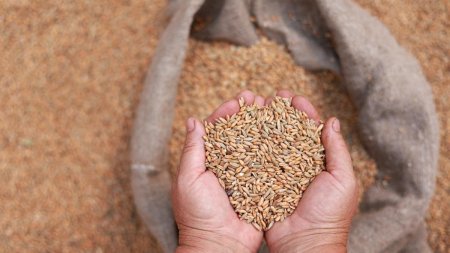 Ministerul Agriculturii a aprobat folosirea tratamentului pe baza de neonicotinoide la se<span style='background:#EDF514'>MINTE</span>le de cereale paioase de toamna