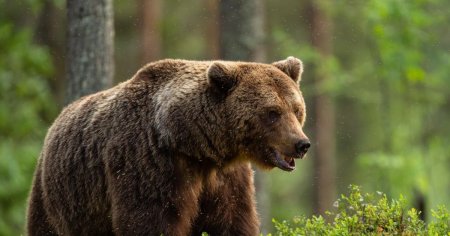 Barbat atacat de urs in judetul <span style='background:#EDF514'>BISTR</span>ita-Nasaud. Victima s-a ales cu mai multe rani