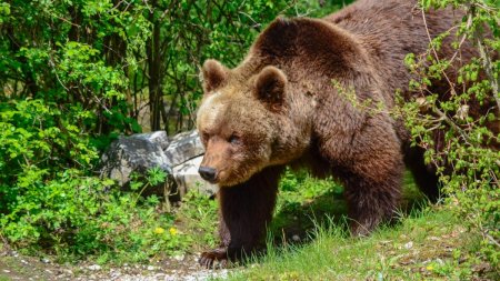 Un barbat a fost atacat de urs, in Bistrita-Nasaud. In ce stare se afla