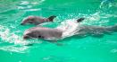 Tragedie la Delfinariu. A murit <span style='background:#EDF514'>BABY</span>, primul pui de delfin nascut in captivitate la Constanta