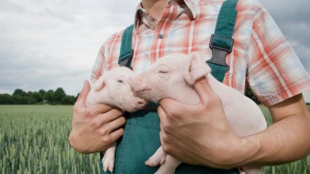 PSD sustine agricultorii romani si aloca sume record pentru a reface productia interna