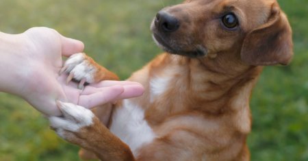 Descoperirea uimitoare facuta de cercetatori! Stresul oamenilor poate afecta starea emotionala a cainilor