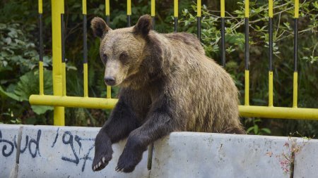 Un barbat a fost atacat de un urs in Bistrita-<span style='background:#EDF514'>NASA</span>ud. A ajuns in stare grava la spital