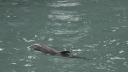 A murit <span style='background:#EDF514'>BABY</span>, puiul de delfin nascut in captivitate la Delfinariul Constanta: 