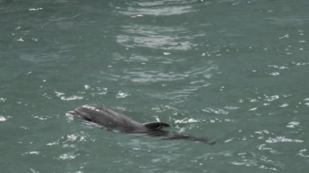 A murit Baby, puiul de delfin nascut in captivitate la Delfinariul Constanta: <span style='background:#EDF514'>DECES</span>ul a survenit subit