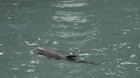 A murit Baby, puiul de delfin nascut in captivitate la Delfinariul Constanta: 