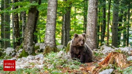 Italia, cadou pentru Romania. Uciderea unui urs care a atacat un turist, oprita pe motiv ca animalul poate fi dus la noi