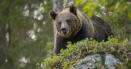 Uciderea unui urs care a atacat un turist in Italia, oprita de activisti. „In Romania sunt pregatiti sa-l primeasca”