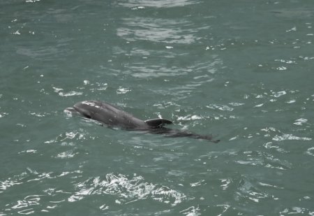 A murit Baby, puiul de delfin nascut in captivitate la Delfinariul Constanta. Ce au descoperit specialistii