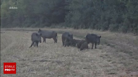 Un barbat a calcat cu masina o turma de mistreti, pe un camp din judetul Mures. VIDEO