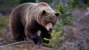 Romania, ca tara de exil pentru ursii periculosi