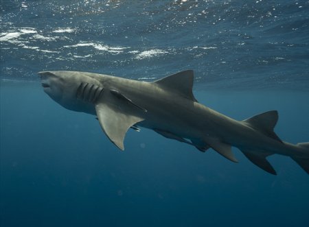 Rechinii din apele de coasta ale Braziliei contin urme de cocaina in organism