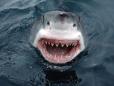 Am intalnit si rechini fericiti: toti rechinii <span style='background:#EDF514'>BRAZIL</span>ieni testati prezentau urme de cocaina