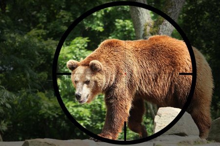 Cat costa sa impusti un urs in Romania? Afacerea ursul brun, profitabila din ambele ta<span style='background:#EDF514'>BERE</span>