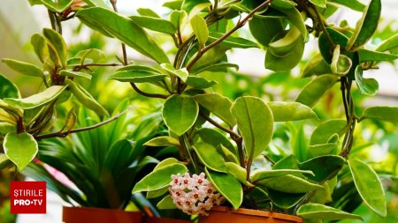 Hoya, Planta de ceara, este planta de <span style='background:#EDF514'>APARTA</span>ment perfecta. Cum se ingrijeste si ce varietate ti se potriveste