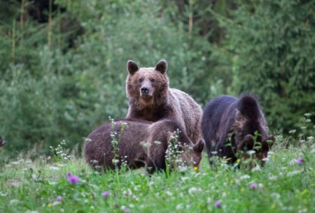Klaus Iohannis a promulgat o lege antieuropeana pentru uciderea a 972 de ursi, sustine ONG-ul Agent G<span style='background:#EDF514'>REEN</span>
