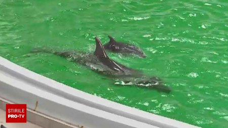 A murit Baby, puiul de delfin de la Delfinariul din Constanta. Avea leziuni interne incompatibile cu viata