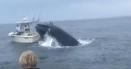 Imagini incredibile cu o balena care rastoarna o ambarcatiune cu doua persoane la bord
