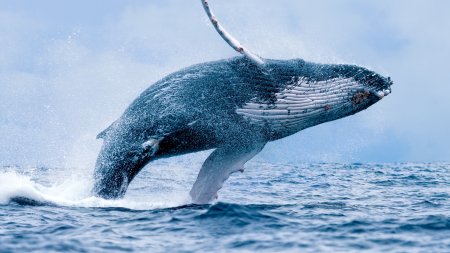 O balena a rasturnat o barca si a trimis doi oameni in apa, in <span style='background:#EDF514'>STATELE</span> Unite ale Americii. VIDEO