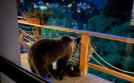 Tanczos Barna: Ursul poate fi din nou vanat in Romania