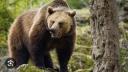 Tanczos <span style='background:#EDF514'>BARNA</span>: Ursul poate fi din nou vanat in Romania; astfel putem salva vieti omenesti
