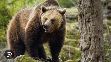 Tanczos Barna: Ursul poate fi din nou vanat in Romania; astfel putem <span style='background:#EDF514'>SALVA</span> vieti omenesti