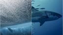 Un tanar a reusit sa ajunga la mal dupa ce un rechin i-a <span style='background:#EDF514'>RETEZAT</span> un picior, in Australia. Un politist i-a salvat viata cu lesa cainelui