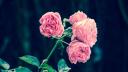 4 moduri naturale de fertilizare a trandafirilor din gradina ta